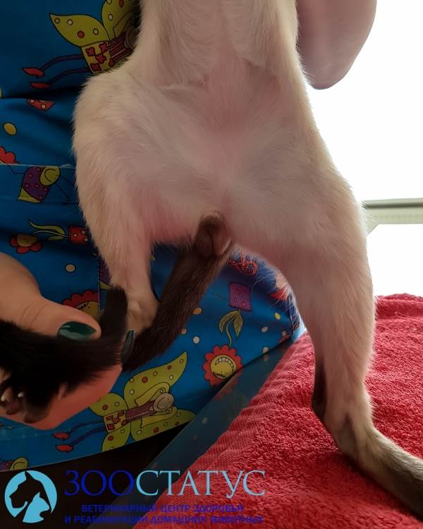 кот с односторонним крипторхизмом фото