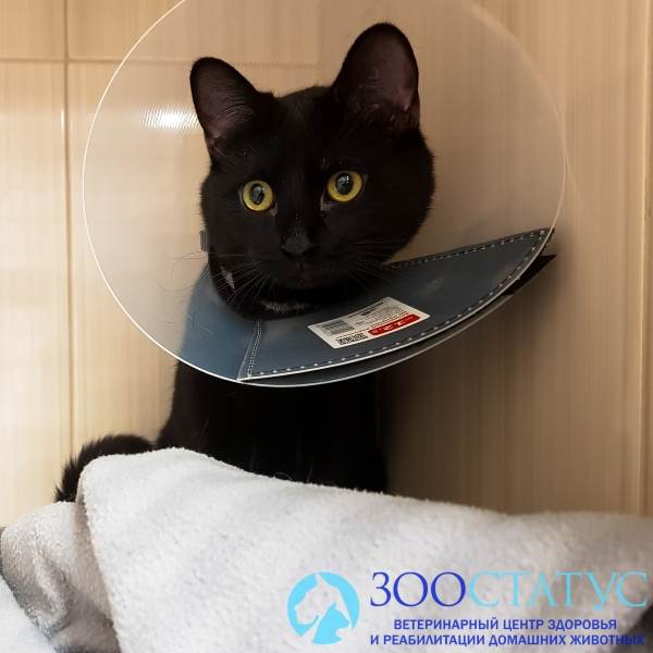 односторонний крипторхизм у котов