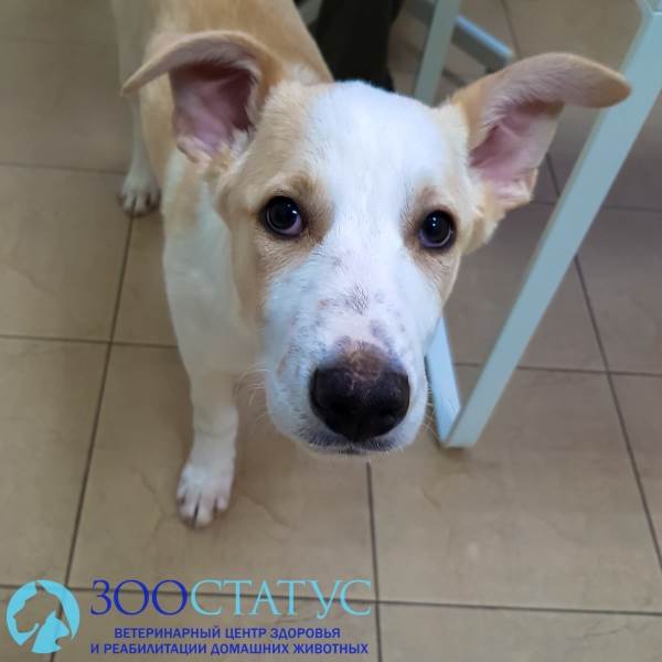 собака крипторх