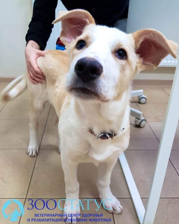 собака крипторх