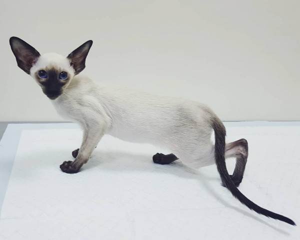 как правильно купить котенка в питомнике