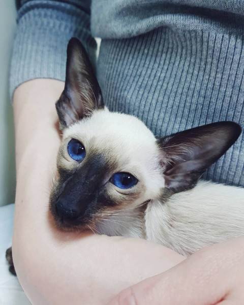 как правильно купить котенка в питомнике