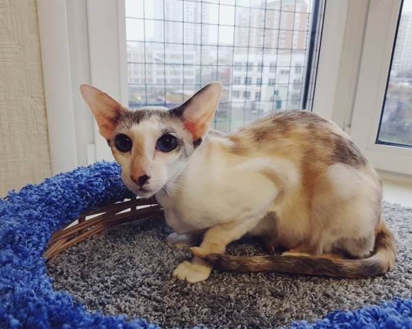 как правильно купить котенка в питомнике