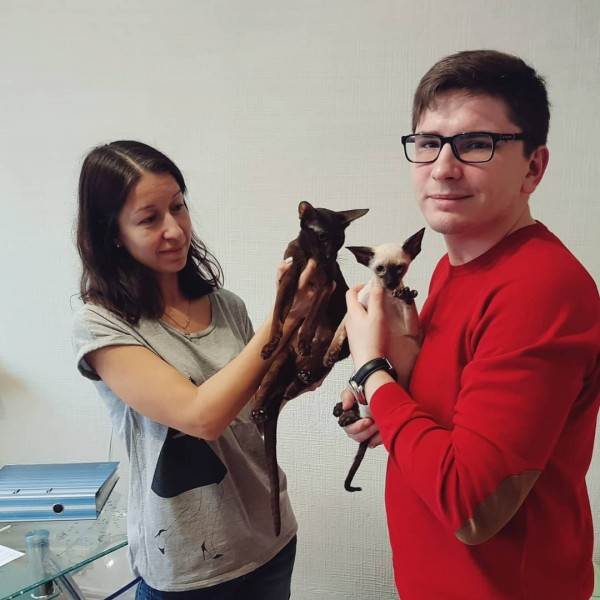 как правильно купить котенка в питомнике