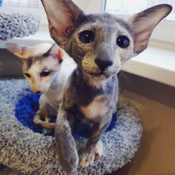 как правильно купить котенка в питомнике