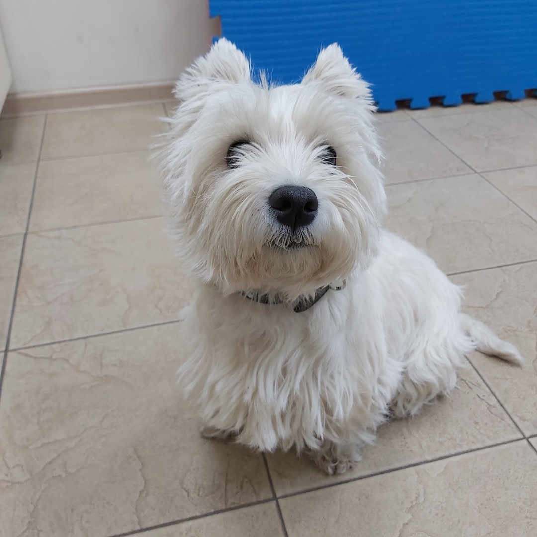 курс витаминов для животных