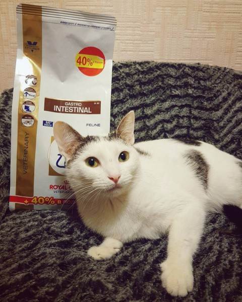 Лечебный корм для животных Фото лечебные ветеринарные диеты