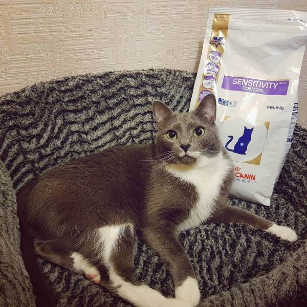 Лечебный корм для животных Фото лечебные ветеринарные диеты