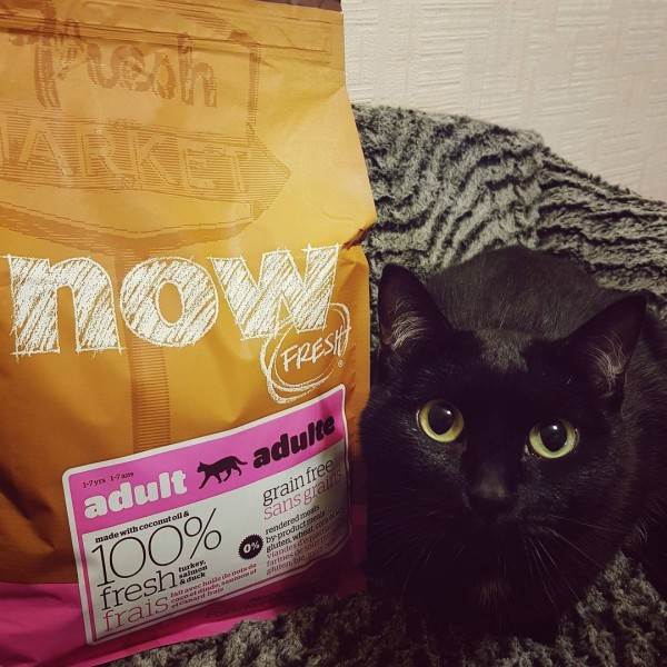 Лечебный корм для животных Фото лечебные ветеринарные диеты