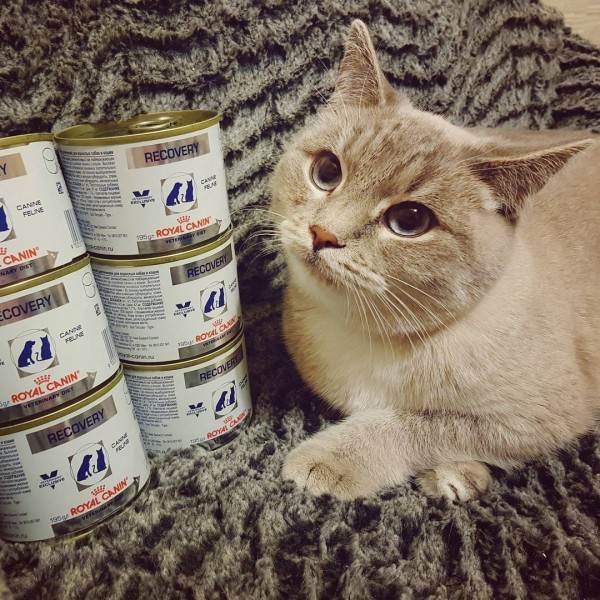 Лечебный корм для животных Фото лечебные ветеринарные диеты