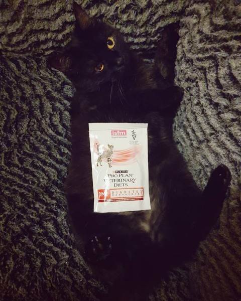 Лечебный корм для животных Фото лечебные ветеринарные диеты