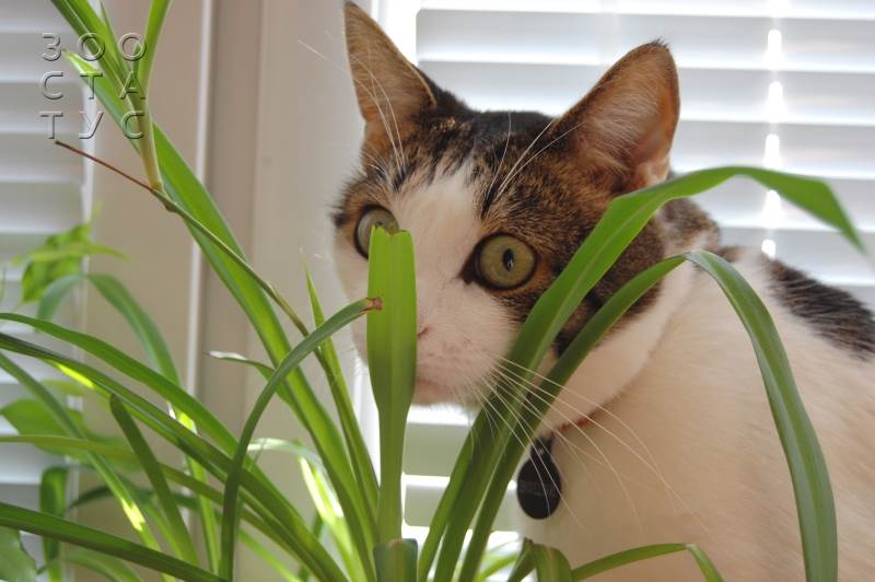 опасность лилий для кошек