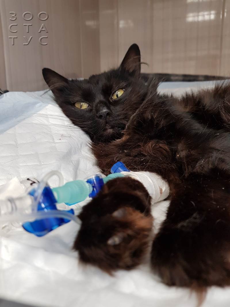 опасность лилий для кошек