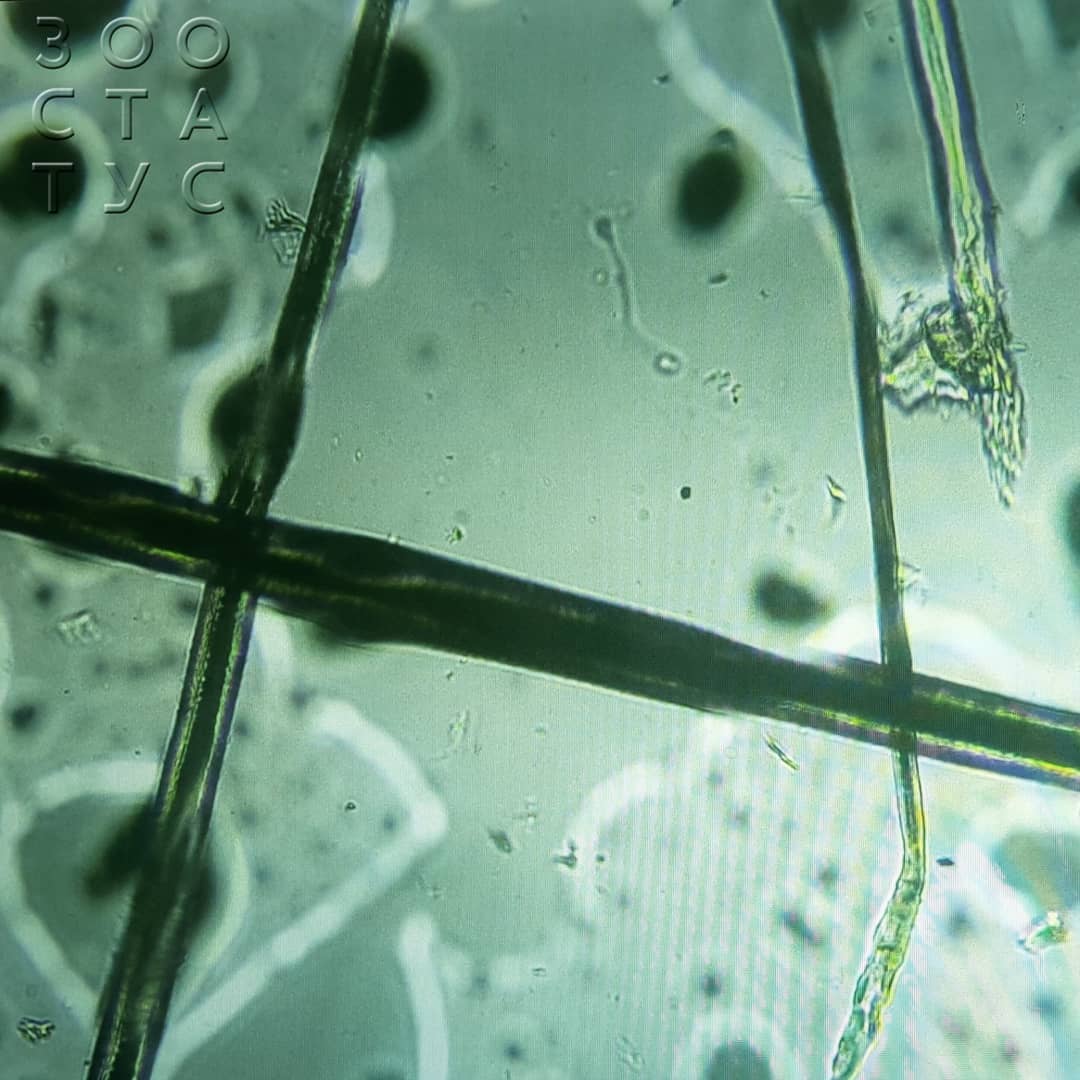 Лишай у собак Фото стригущий лишай у собак