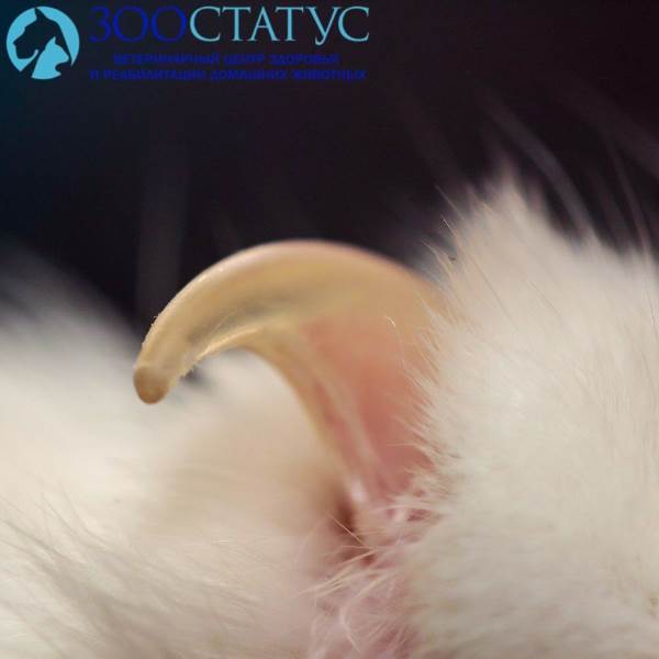 Малассезии (грибок) у кошек
Фото грибок у кошек