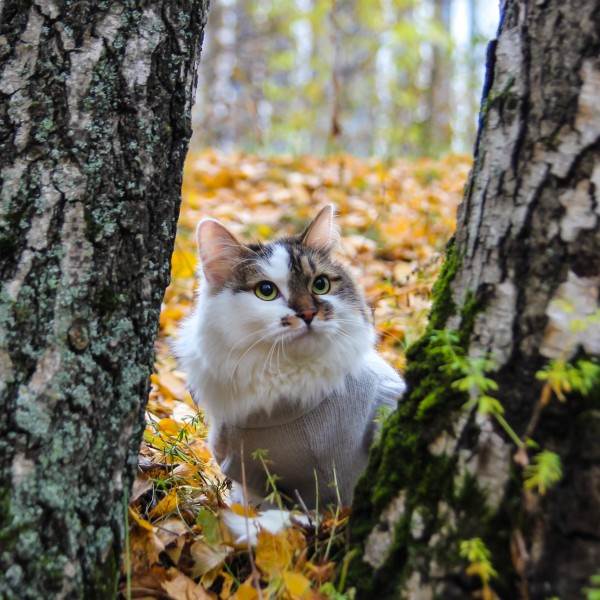 мифы об отжимании спинальников