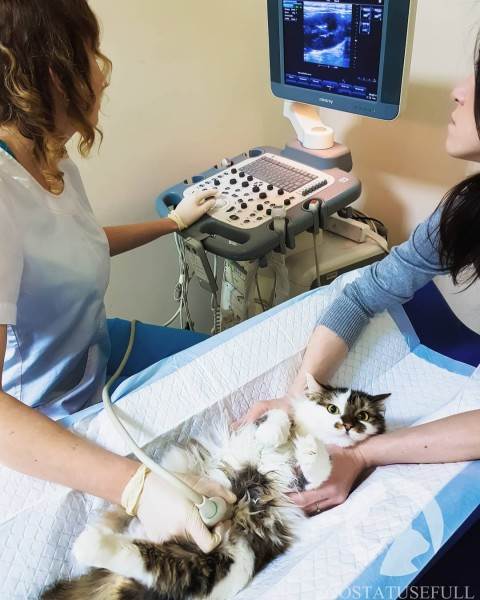 мифы об отжимании спинальников