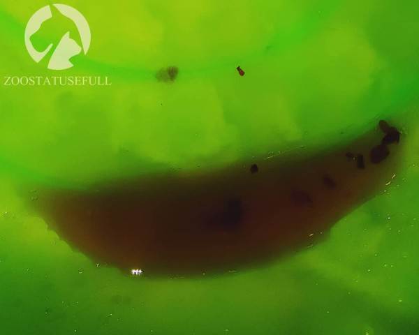 мифы об отжимании спинальников