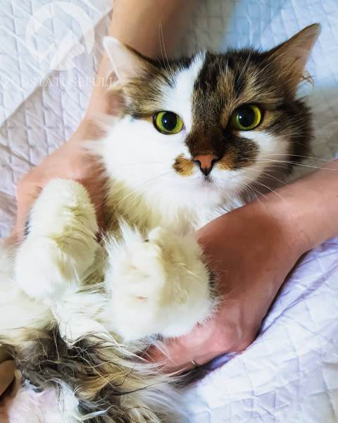 мифы об отжимании спинальников