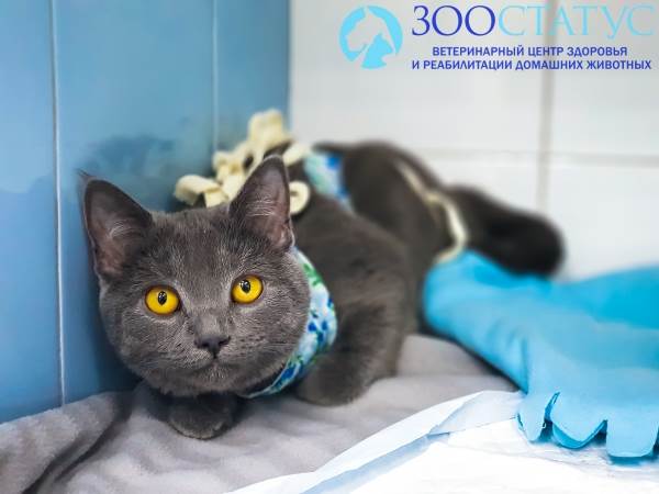 мастит у кошки