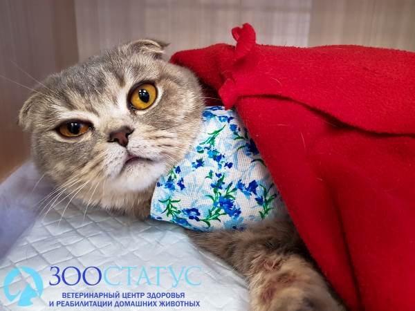 воспаление молочных желез у кошки