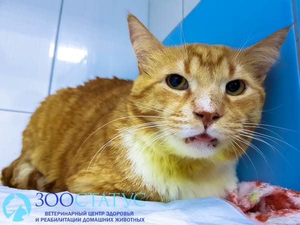 микоплазмоз кошек