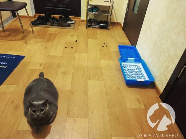 как приучить кошку к лотку