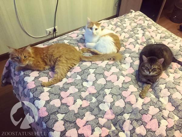 как приучить кошку к лотку