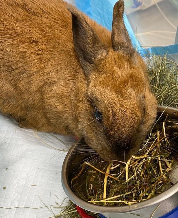 смешанный рацион для собак