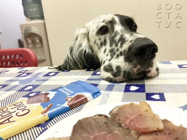 смешанный рацион для собак