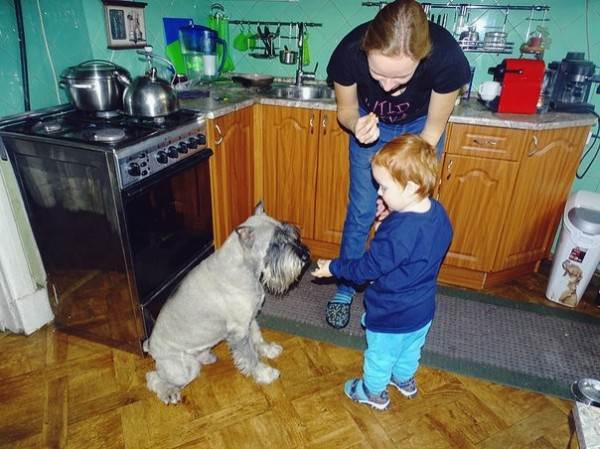 натуралка или сухой корм