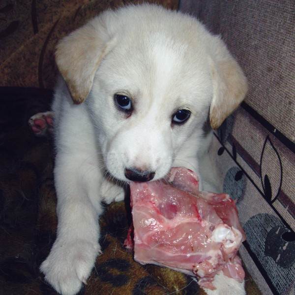 натуралка или сухой корм