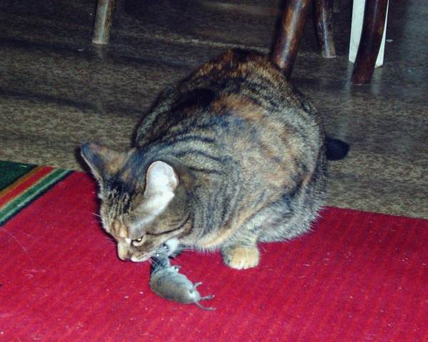 натуралка или сухой корм