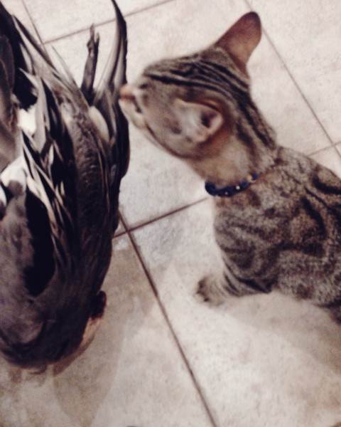 натуралка или сухой корм