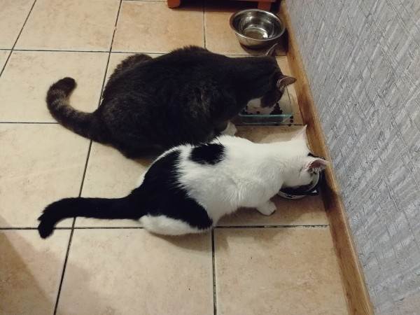 натуралка или сухой корм