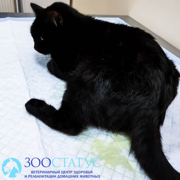 Недержание мочи у кошки
Фото кошка с недержанием мочи