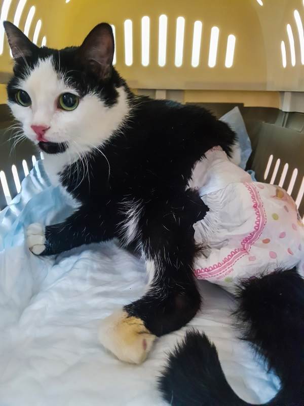 Недержание мочи у кошки
Фото кошка с недержанием мочи