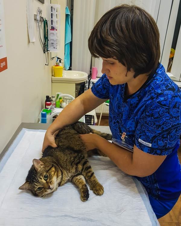 Кот с неконтролируемым мочеиспусканием
Фото прием кота с проблемами с мочеиспусканием