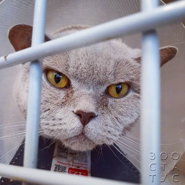 ненужные анализы домашним животным