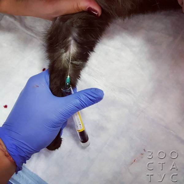 ненужные анализы домашним животным