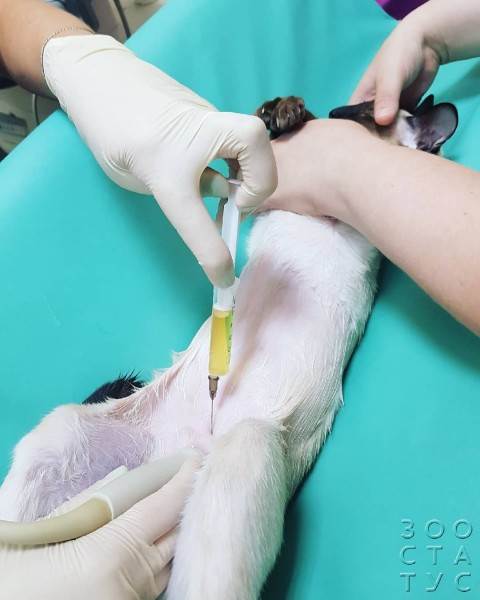 ненужные анализы домашним животным