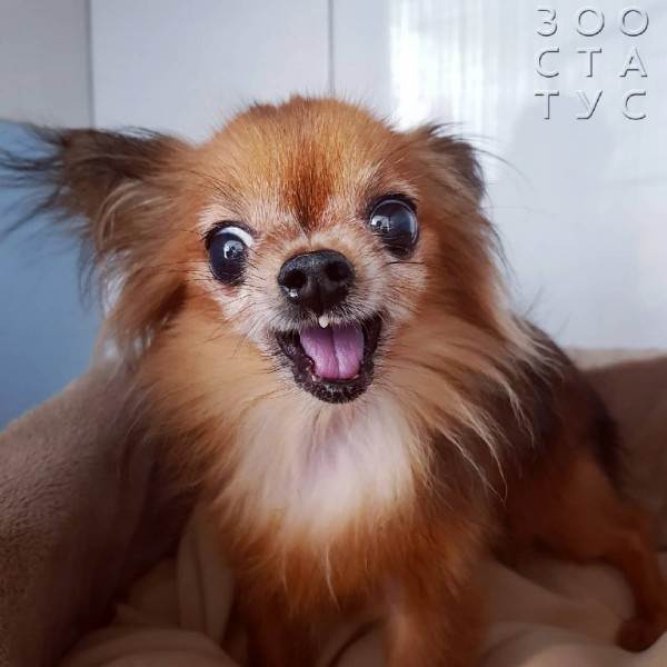 ненужные анализы домашним животным