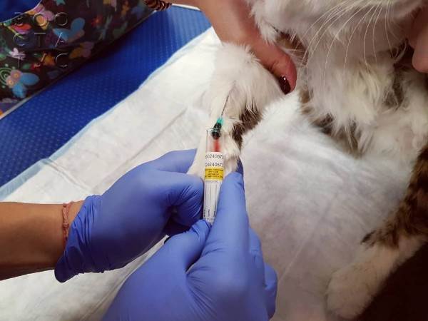 ненужные анализы домашним животным