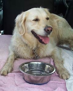 Несахарный диабет у собак Фото