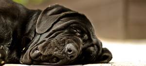 Обмороки у собак Фото