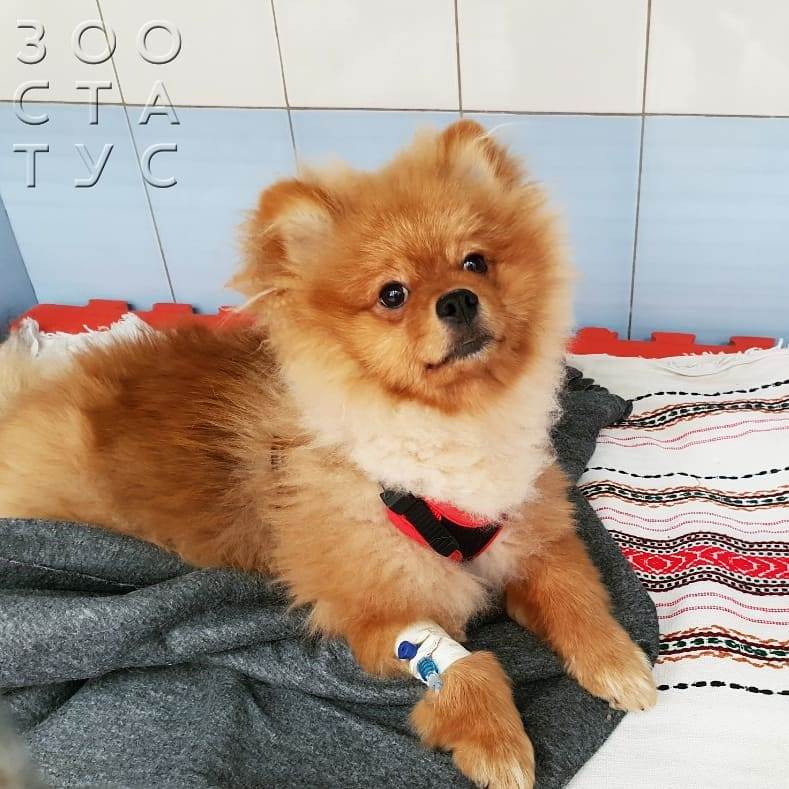 Одышка у собак
Фото тяжелое дыхание у собаки