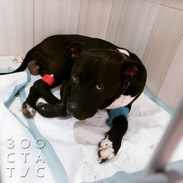 Одышка у собак
Фото тяжелое дыхание у собаки