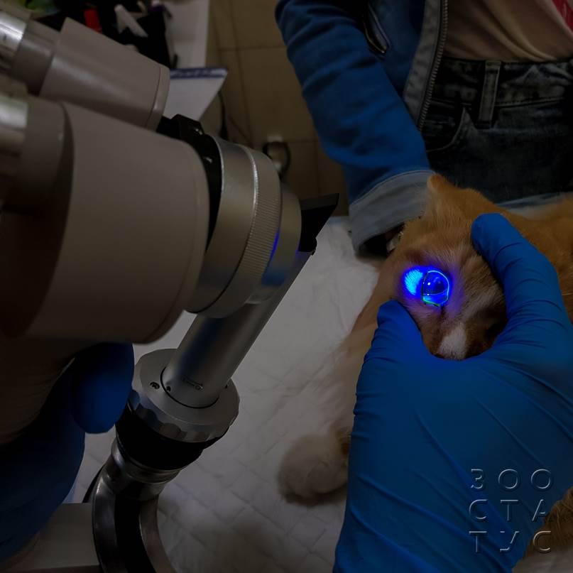 как проходит прием ветеринарного офтальмолога