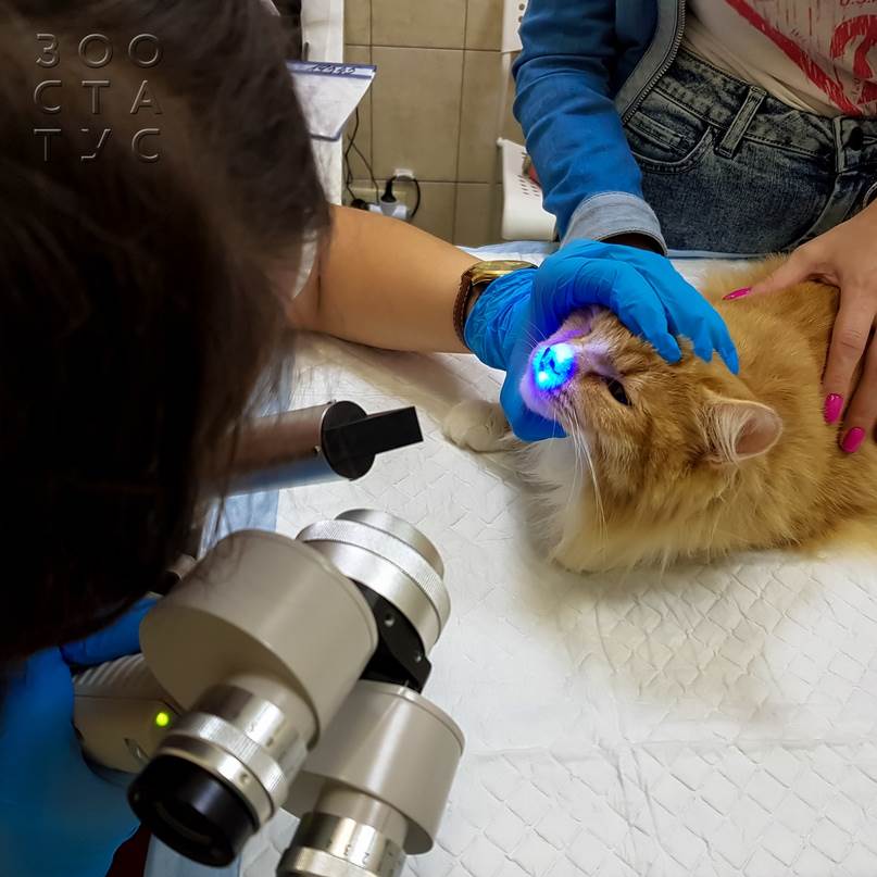 как проходит прием ветеринарного офтальмолога