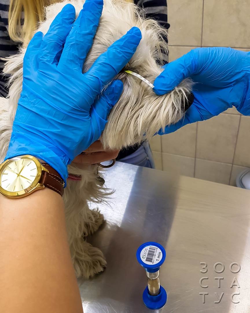 как проходит прием ветеринарного офтальмолога